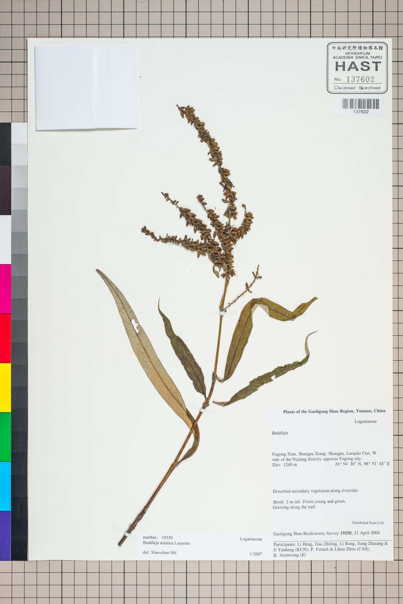 Sample image for viewer