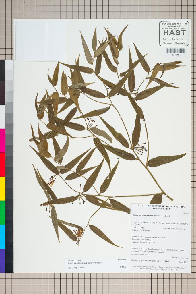 <Unit #125703 Gaoligong Shan Biodiversity Survey | 29946:: | Disporum cantoniense (Lour.) Merr.>