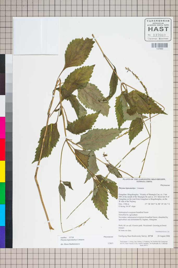 <Unit #125844 Gaoligong Shan Biodiversity Survey | 33718:: | Phryma leptostachya L.>