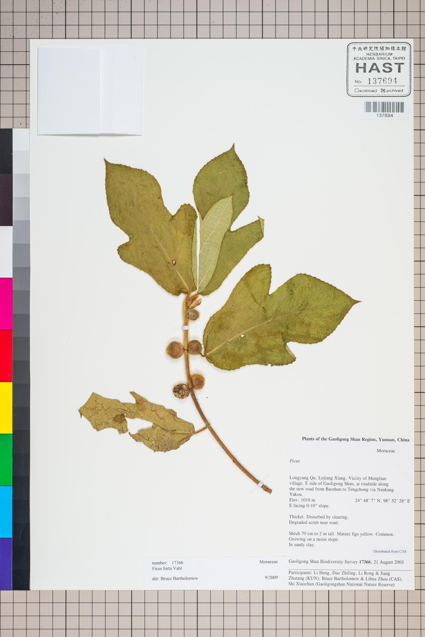 Sample image for viewer