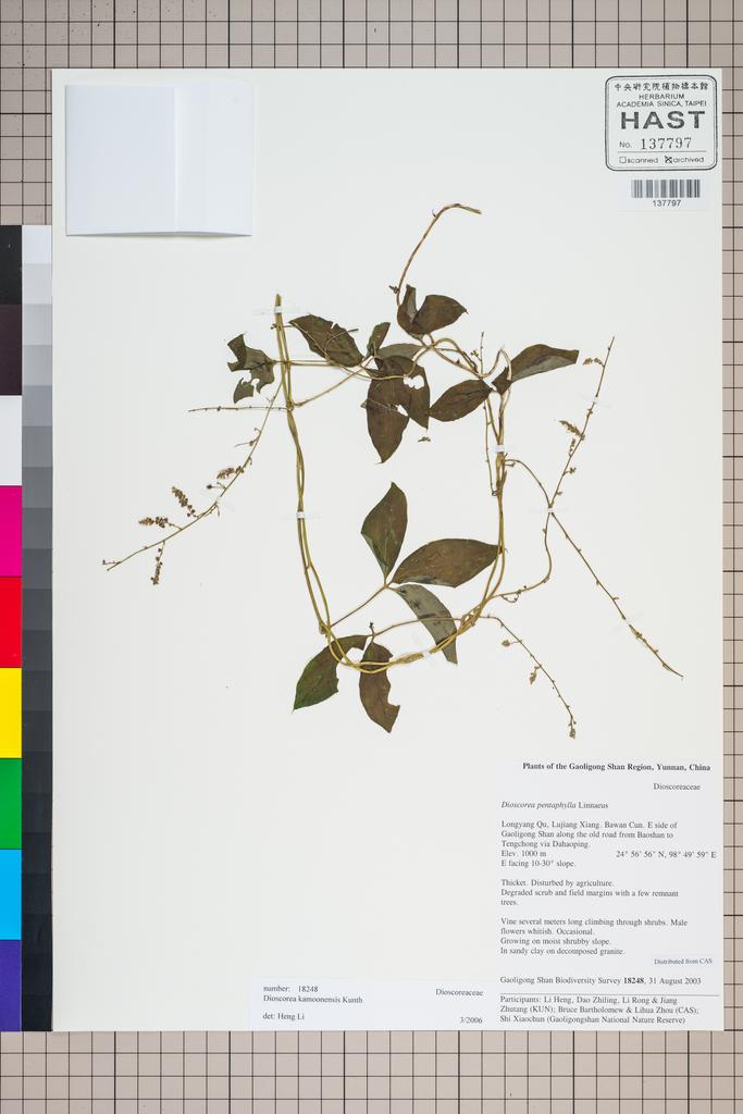 <Unit #126656 Gaoligong Shan Biodiversity Survey | 18248:: | Dioscorea kamoonensis Kunth>