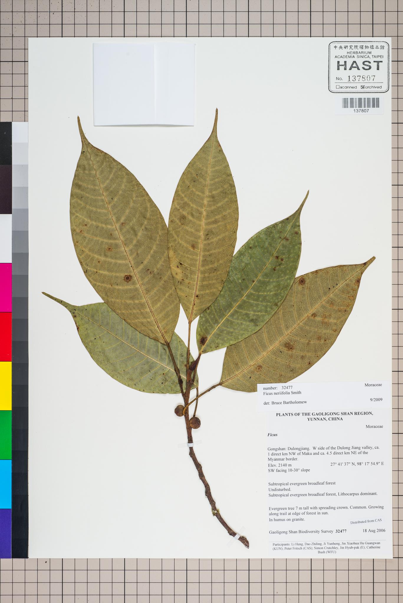 Sample image for viewer