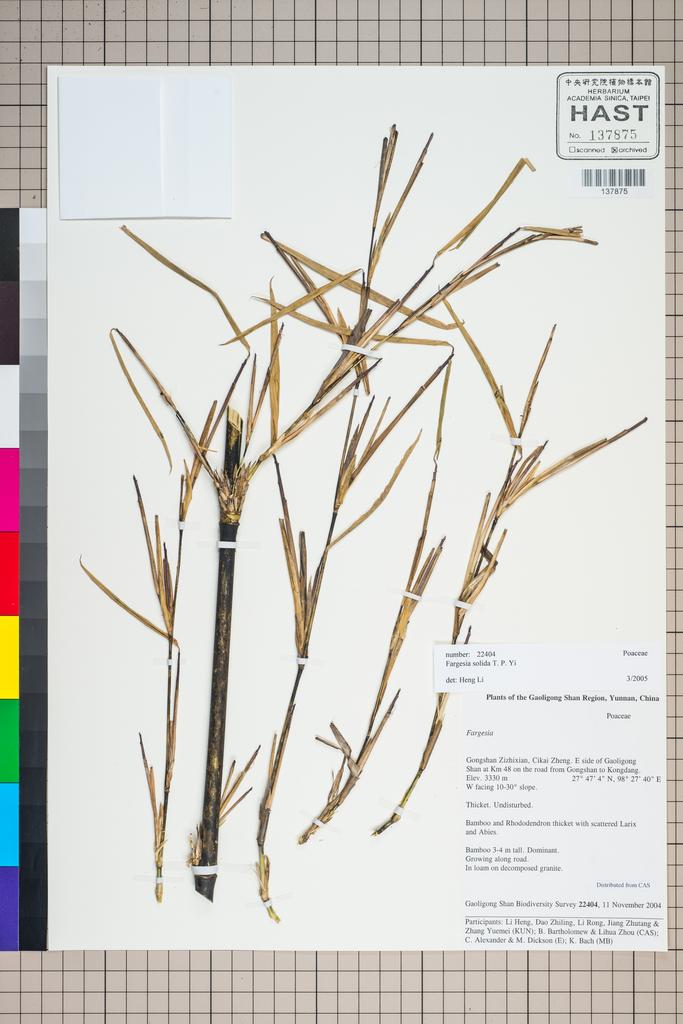 <Unit #126040 Gaoligong Shan Biodiversity Survey | 22404:: | POACEAE>