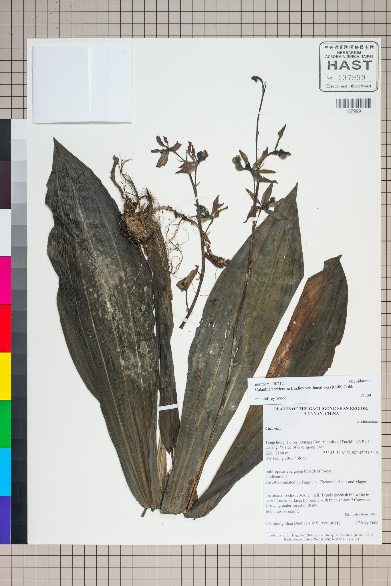 Sample image for viewer