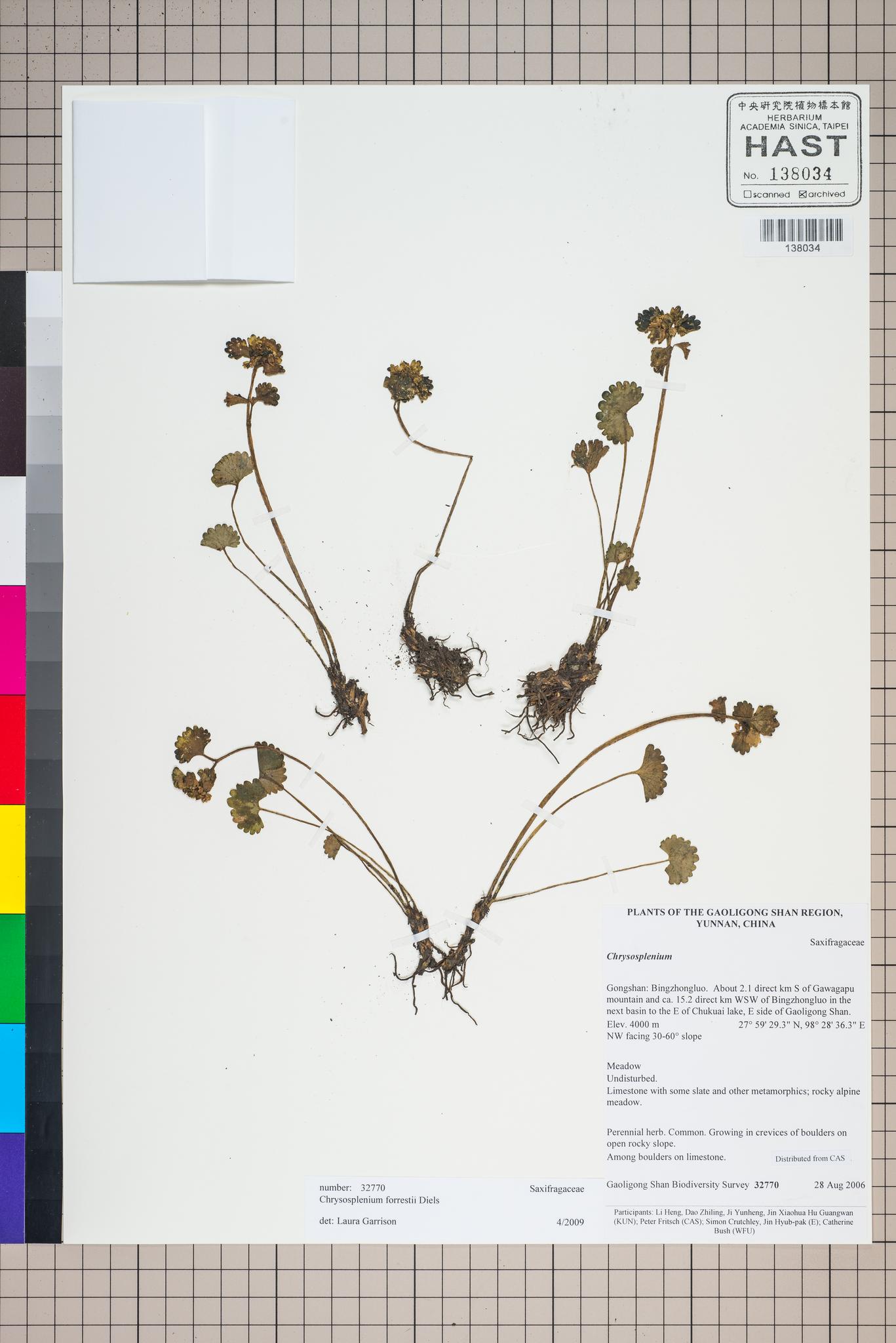 Specimen image