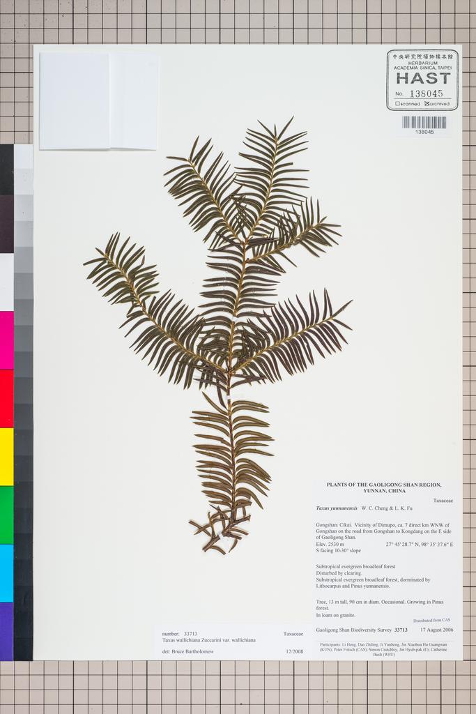 <Unit #126820 Gaoligong Shan Biodiversity Survey | 33713:: | Taxus wallichiana Zucc.>