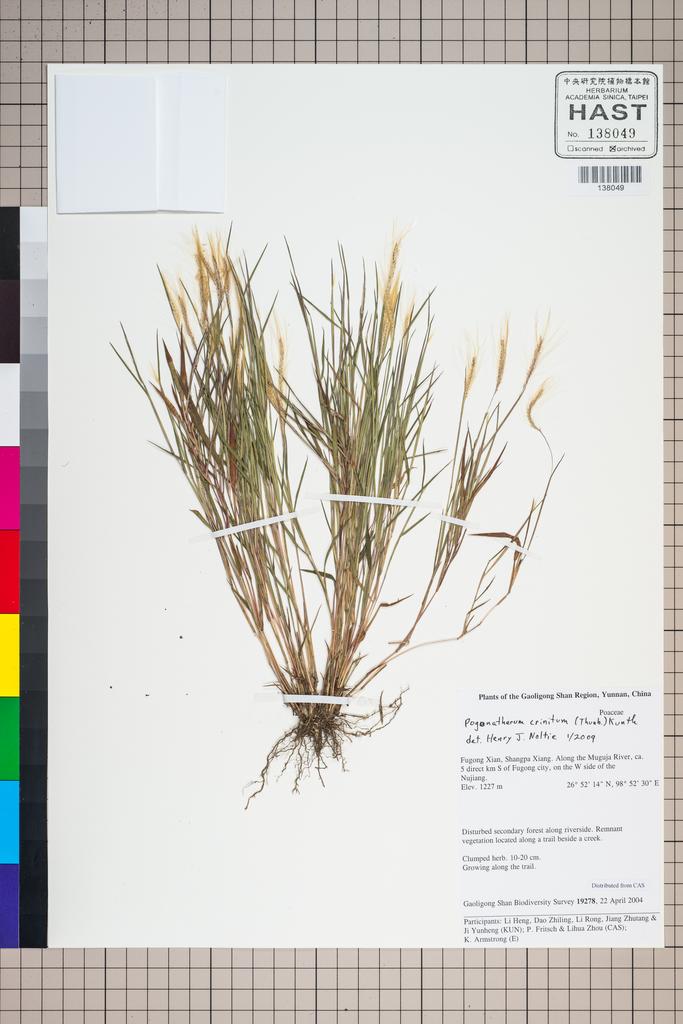 <Unit #126809 Gaoligong Shan Biodiversity Survey | 19278:: | Pogonatherum crinitum (Thunb.) Kunth>