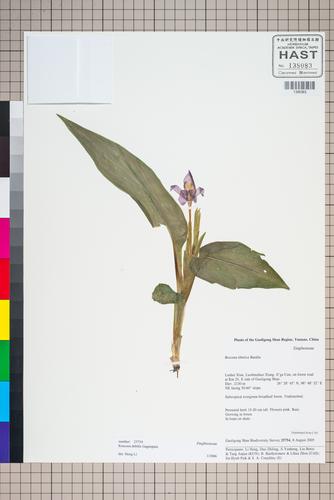 Roscoea debilis (Roscoea debilis)