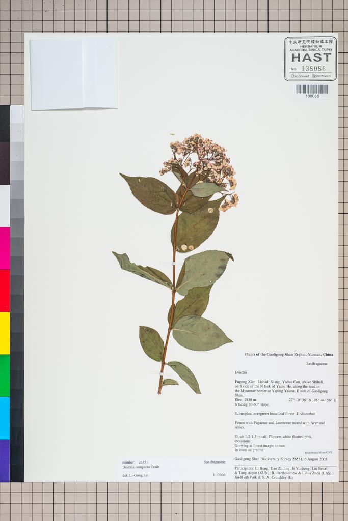 <Unit #126748 Gaoligong Shan Biodiversity Survey | 26551:: | Deutzia compacta Craib>
