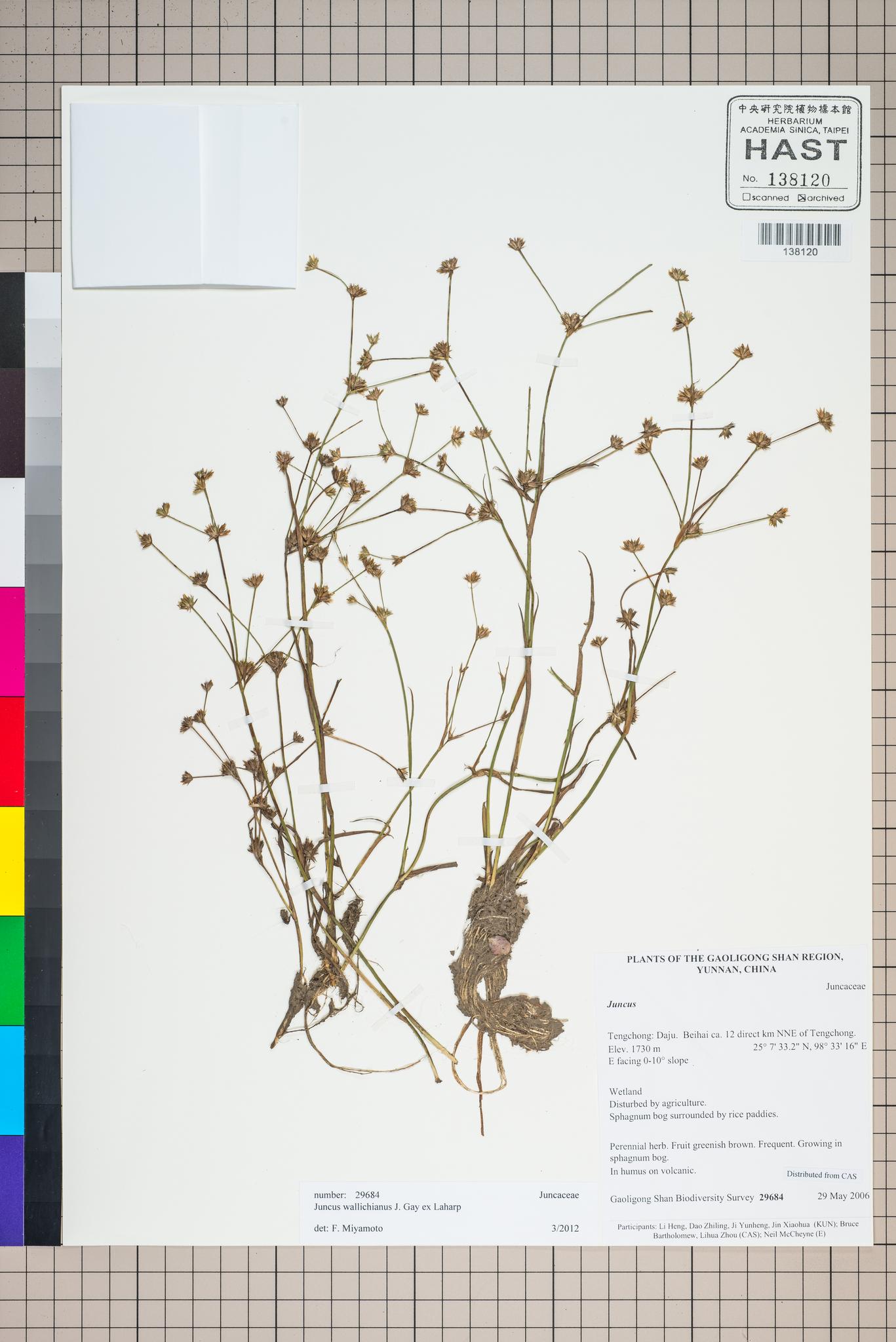 Sample image for viewer