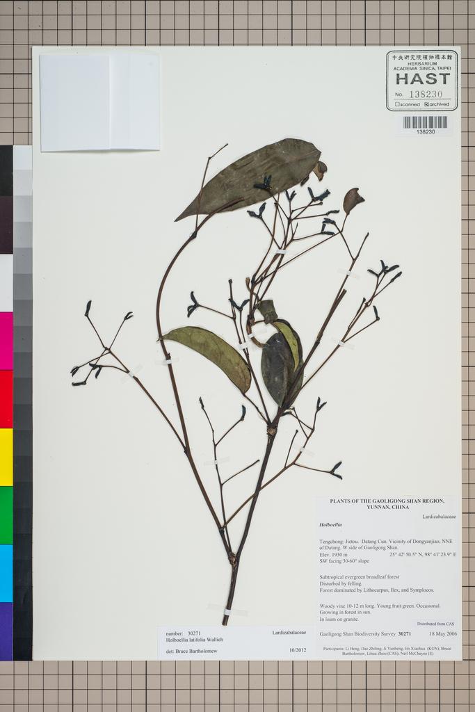 <Unit #126402 Gaoligong Shan Biodiversity Survey | 30271:: | Holboellia latifolia Wall.>