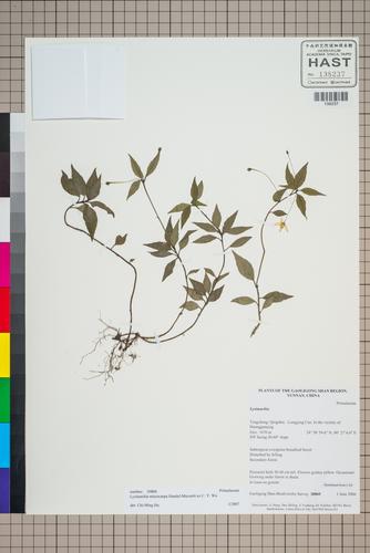 Lysimachia microcarpa (Lysimachia microcarpa)