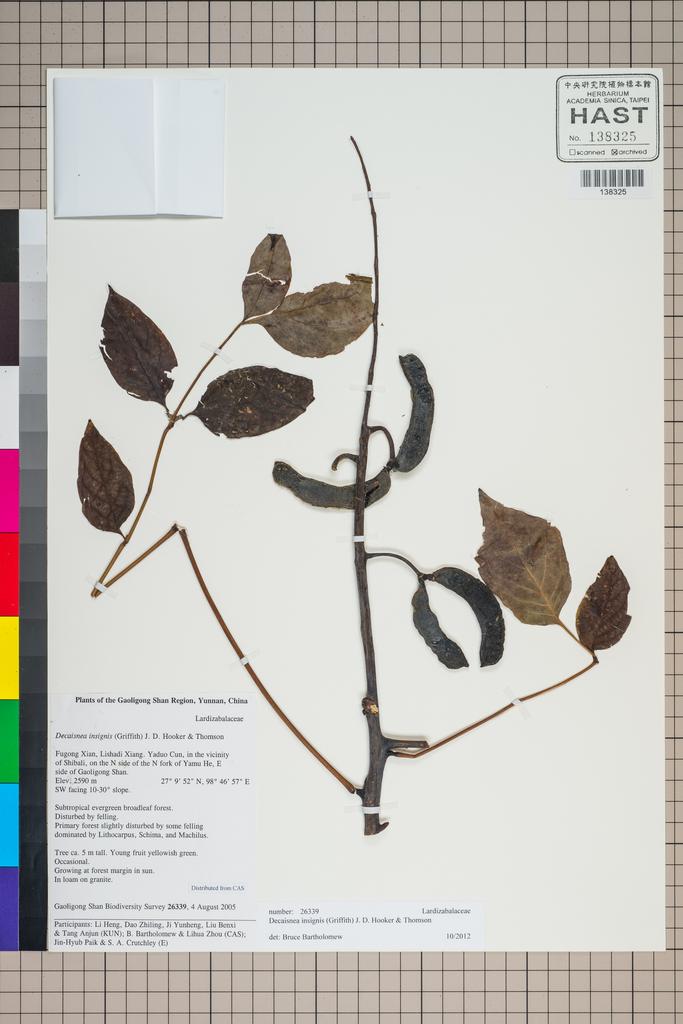 <Unit #126543 Gaoligong Shan Biodiversity Survey | 26339:: | Decaisnea insignis (Griff.) Hook. f. & Thomson>