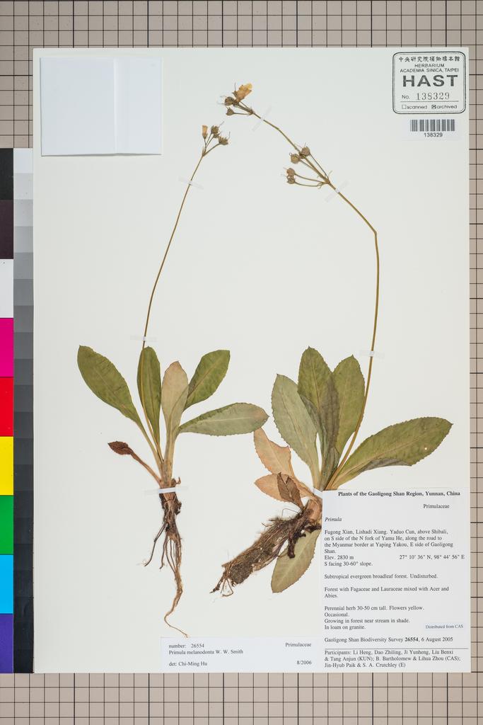 <Unit #125865 Gaoligong Shan Biodiversity Survey | 26554:: | Primula melanodonta W. W. Sm.>