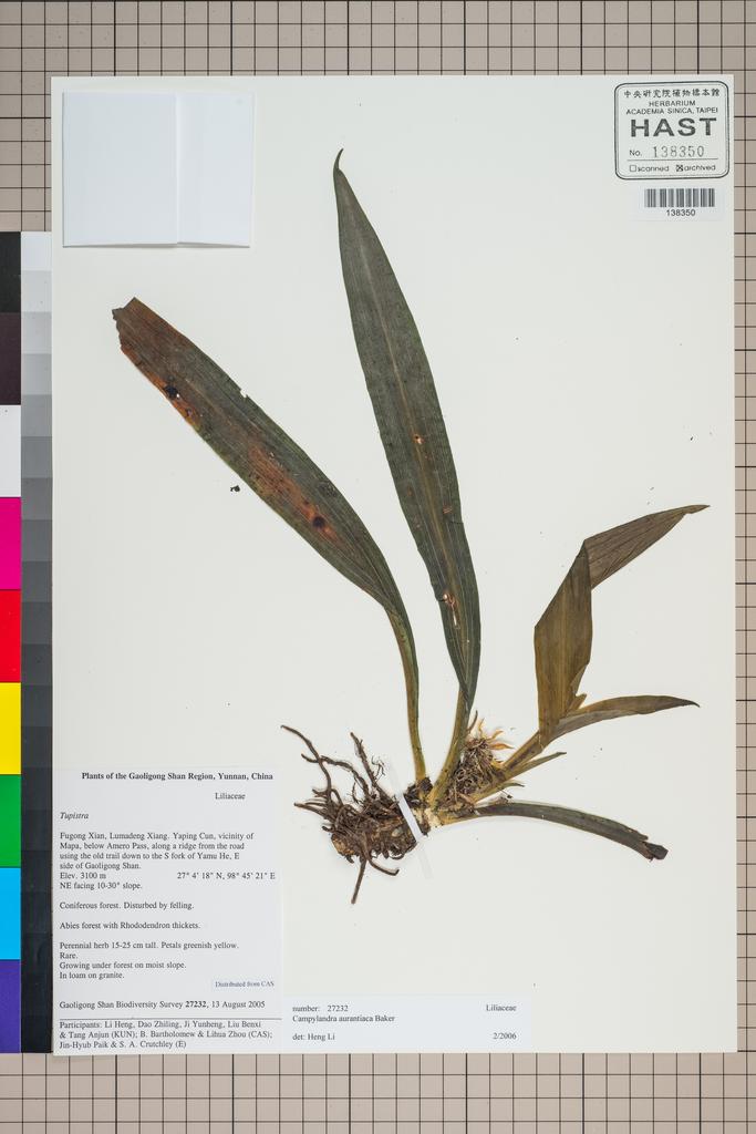 <Unit #126573 Gaoligong Shan Biodiversity Survey | 27232:: | Campylandra aurantiaca Baker>