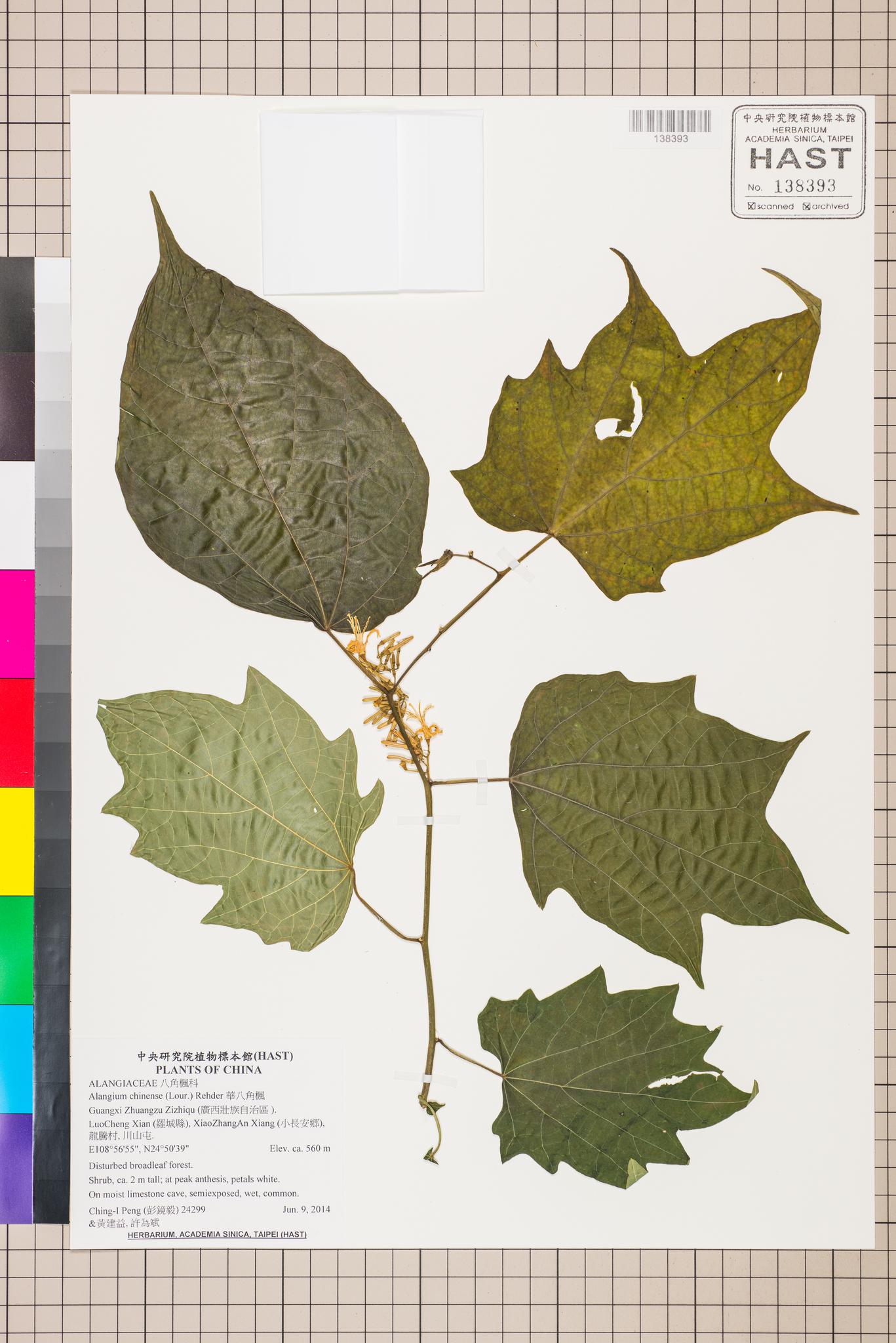 Sample image for viewer