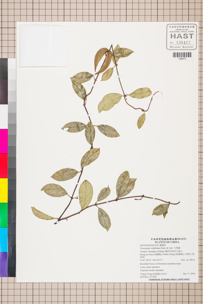 <Unit #126305 Peng, Ching-I | 彭鏡毅 | 24323:: | Toxocarpus wightianus Hook. & Arn.>