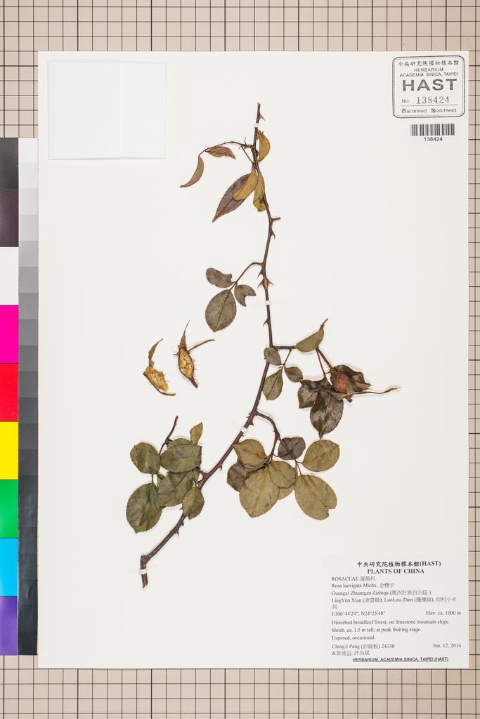 <Unit #126312 Peng, Ching-I | 彭鏡毅 | 24330:: | Rosa laevigata Michx.>