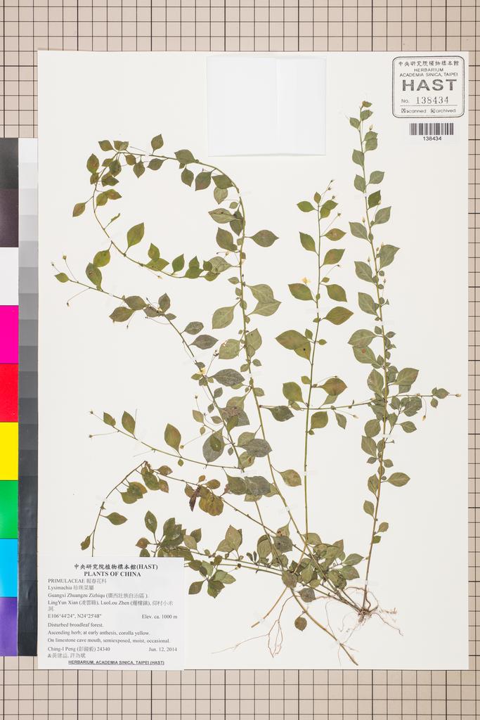 <Unit #126327 Peng, Ching-I | 彭鏡毅 | 24340:: | Lysimachia>