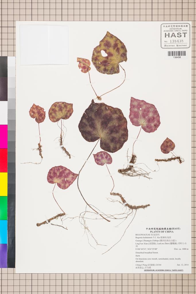 <Unit #126337 Peng, Ching-I | 彭鏡毅 | 24344:: | Begonia luzhaiensis T.C.Ku>