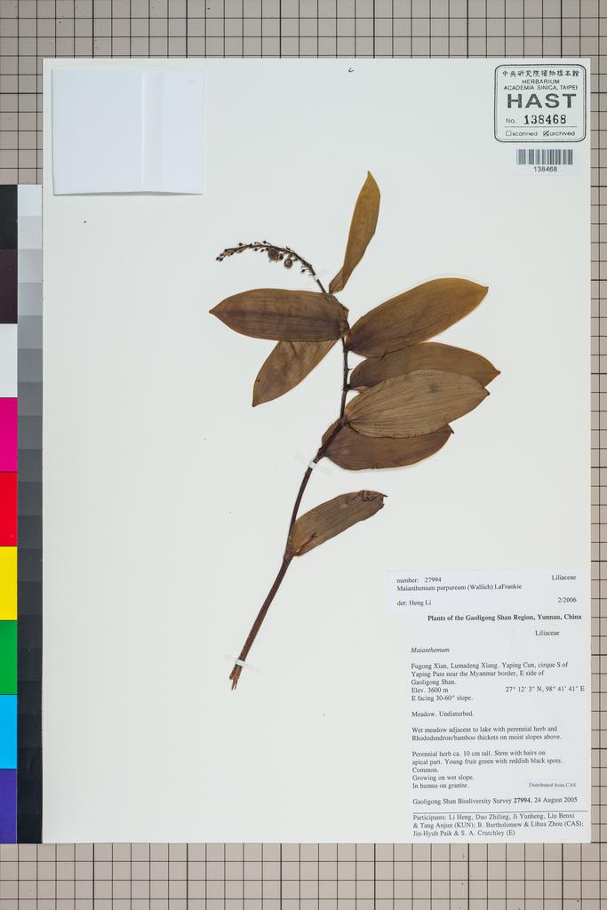 <Unit #127013 Gaoligong Shan Biodiversity Survey | 27994:: | Maianthemum purpureum (Wall.) La Frankie>