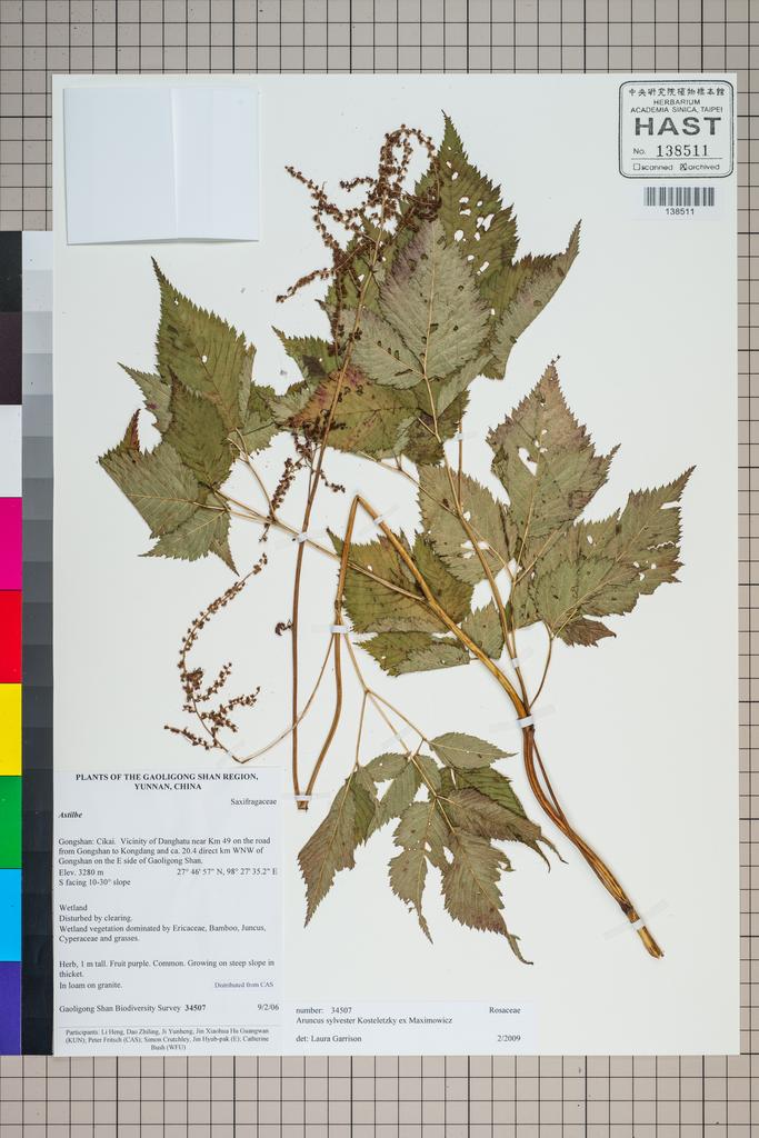 <Unit #126914 Gaoligong Shan Biodiversity Survey | 34507:: | Aruncus sylvester Kostel. ex Maxim.>