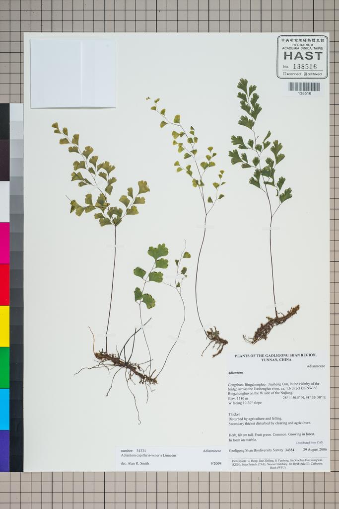 <Unit #126906 Gaoligong Shan Biodiversity Survey | 34334:: | Adiantum capillus-veneris L.>