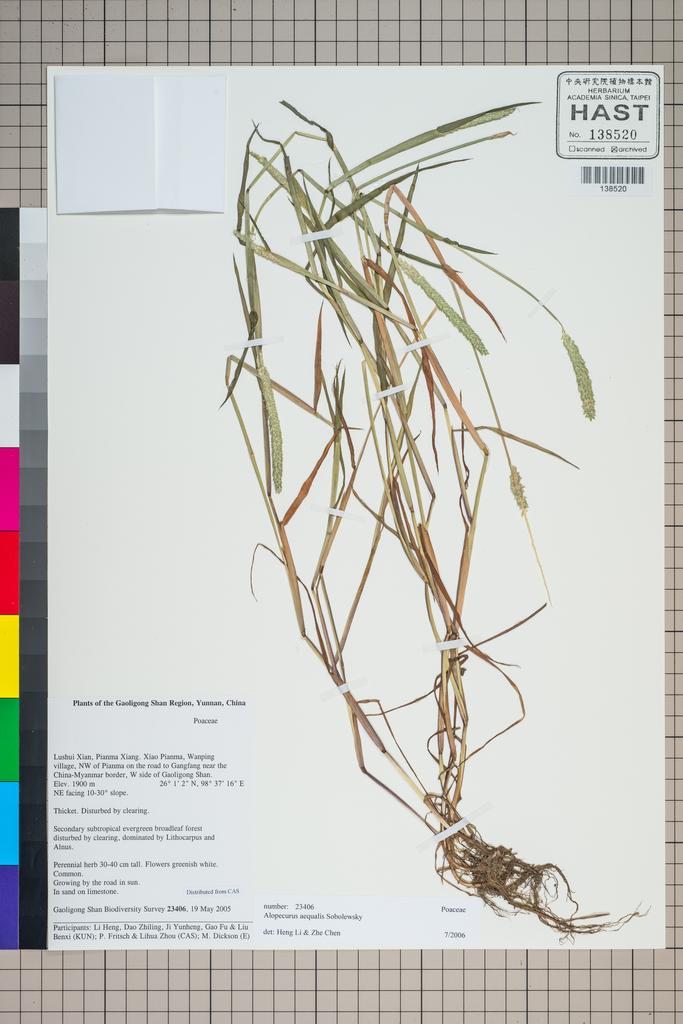 <Unit #126902 Gaoligong Shan Biodiversity Survey | 23406:: | Alopecurus aequalis Sobol.>