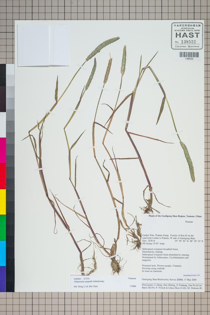 <Unit #126900 Gaoligong Shan Biodiversity Survey | 23354:: | Alopecurus aequalis Sobol.>