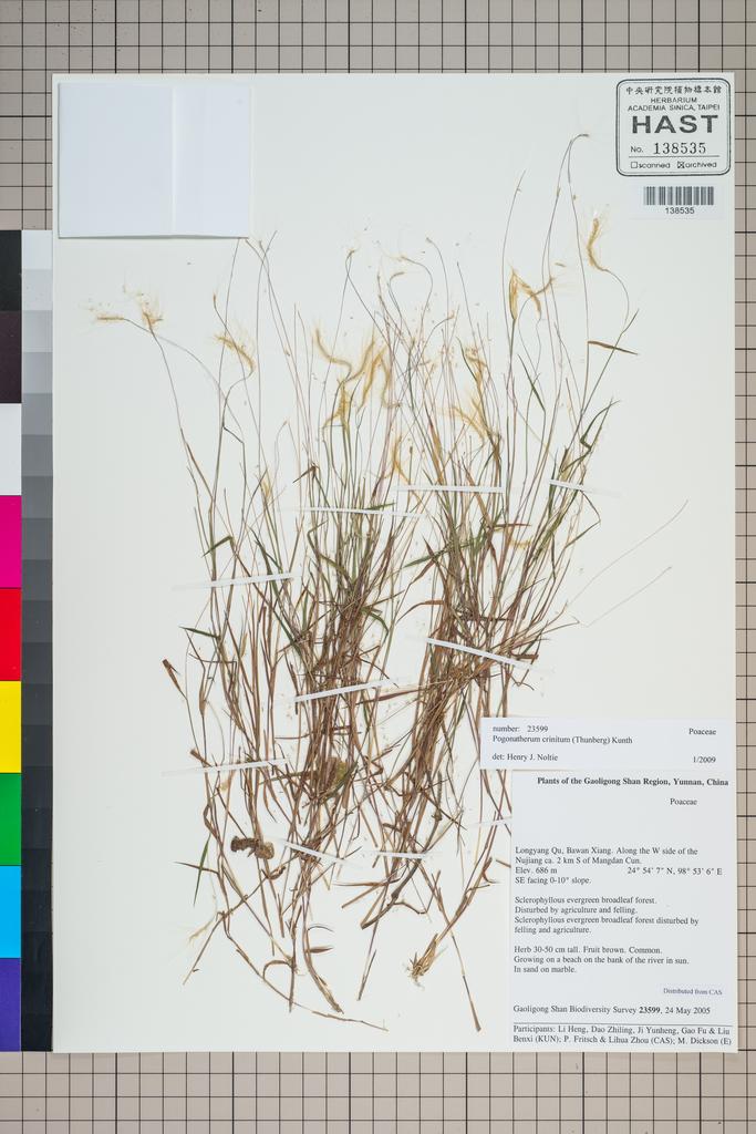 <Unit #126870 Gaoligong Shan Biodiversity Survey | 23599:: | Pogonatherum crinitum (Thunb.) Kunth>