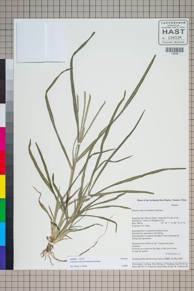 <Unit #126869 Gaoligong Shan Biodiversity Survey | 23552:: | Eleusine indica (L.) Gaertn.>