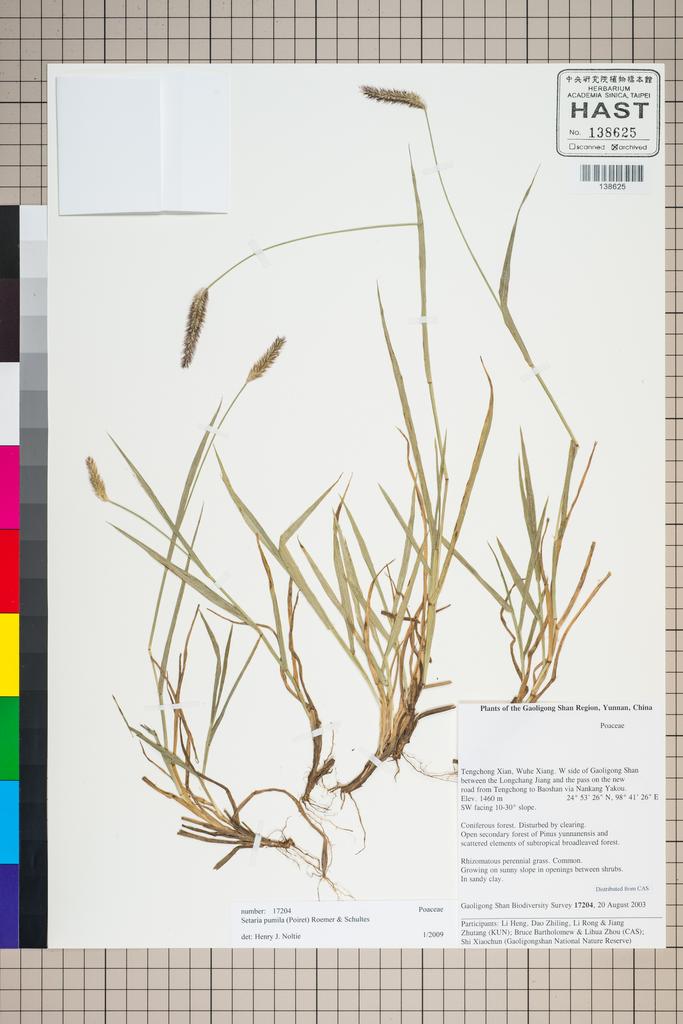 <Unit #127089 Gaoligong Shan Biodiversity Survey | 17204:: | Setaria pumila (Poir.) Roem. & Schult.>