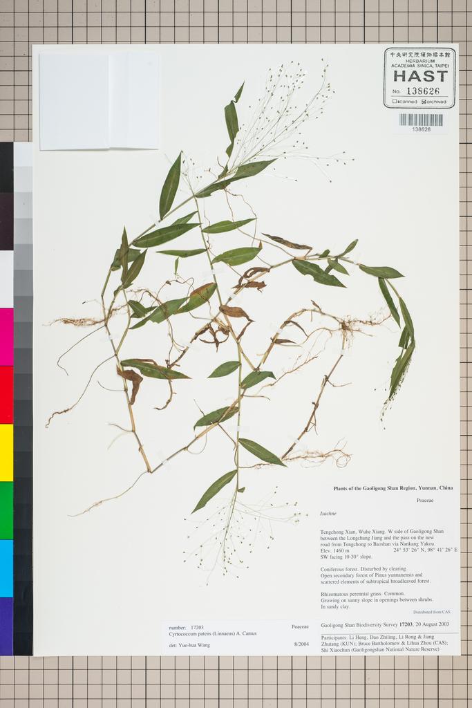 <Unit #127088 Gaoligong Shan Biodiversity Survey | 17203:: | Cyrtococcum patens (L.) A. Camus>