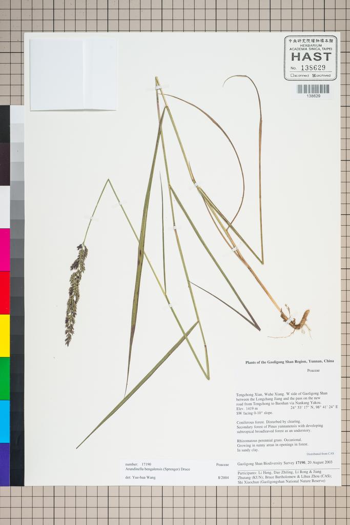 <Unit #127082 Gaoligong Shan Biodiversity Survey | 17190:: | Arundinella bengalensis (Spreng.) Druce>