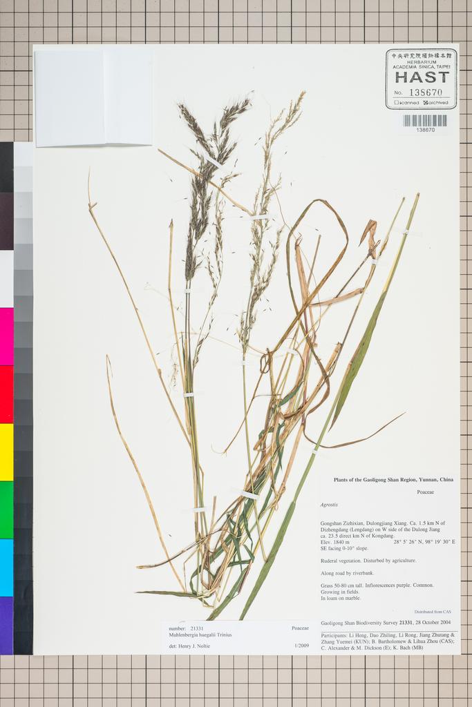 <Unit #127132 Gaoligong Shan Biodiversity Survey | 21331:: | Muhlenbergia huegelii Trin.>