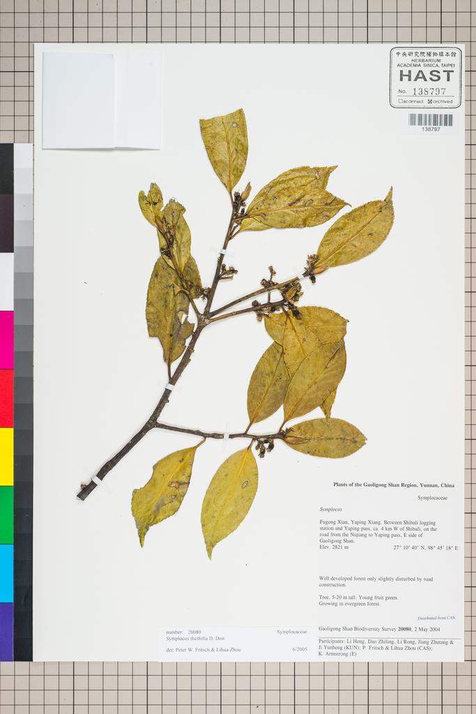 <Unit #127220 Gaoligong Shan Biodiversity Survey | 20080:: | Symplocos theifolia D. Don>