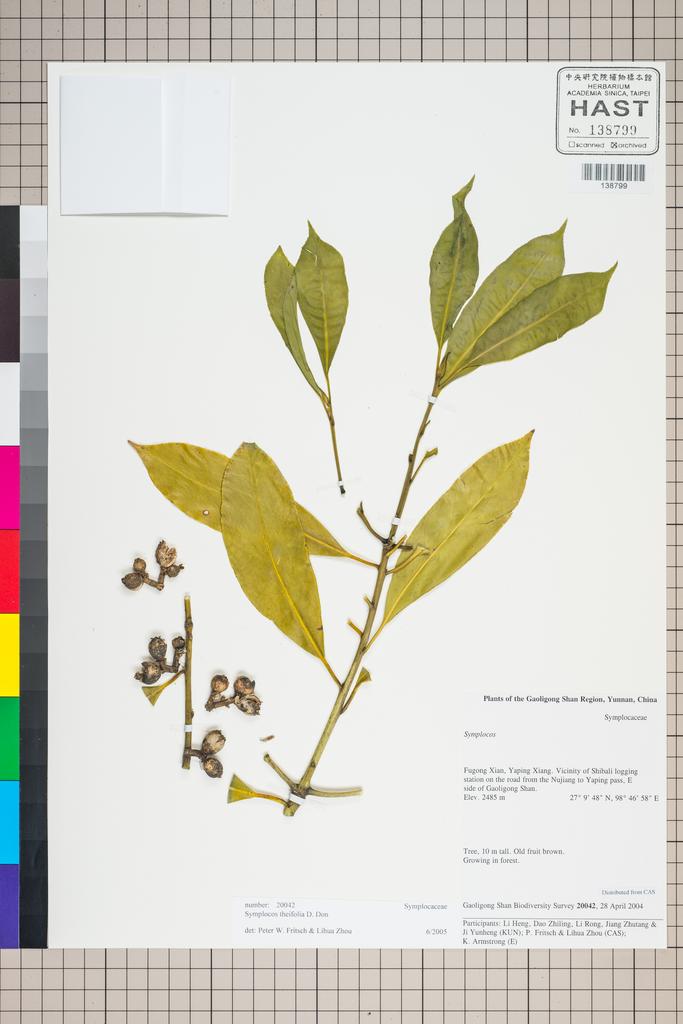 <Unit #127217 Gaoligong Shan Biodiversity Survey | 20042:: | Symplocos theifolia D. Don>