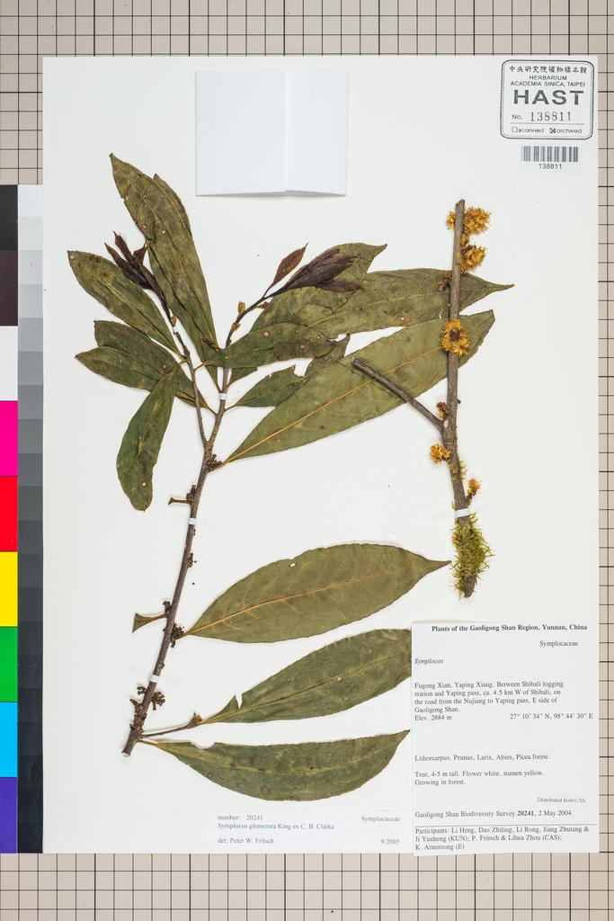 <Unit #127184 Gaoligong Shan Biodiversity Survey | 20241:: | Symplocos glomerata King ex Clarke>