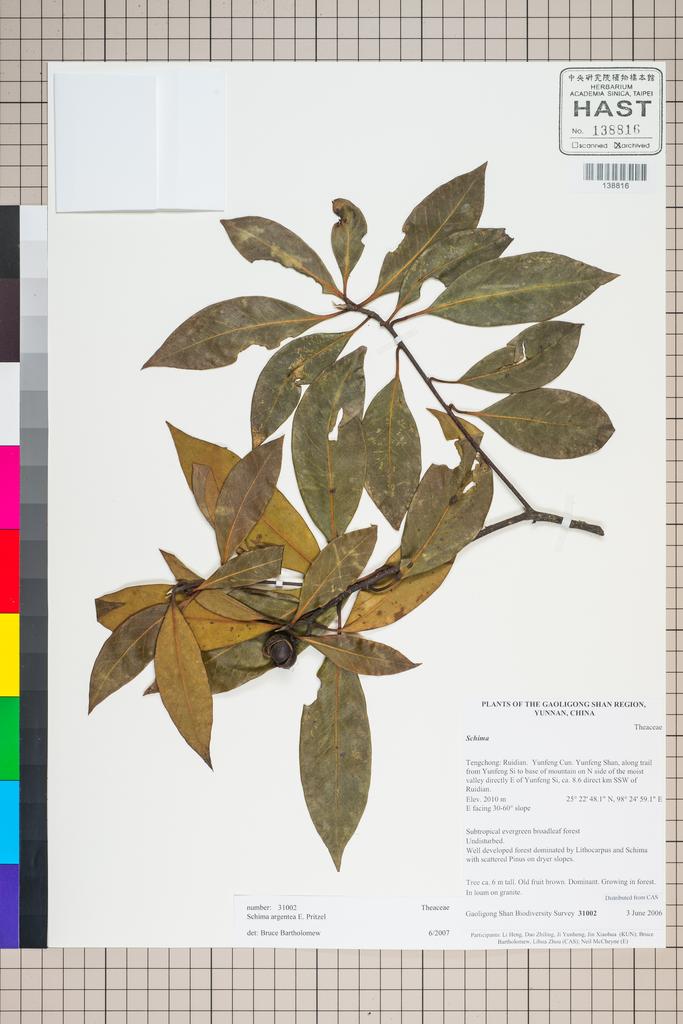 <Unit #126983 Gaoligong Shan Biodiversity Survey | 31002:: | Schima argentea E. Pritz.>