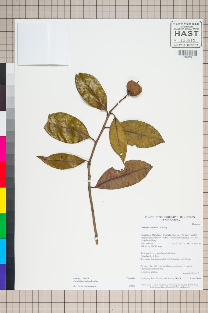 <Unit #127252 Gaoligong Shan Biodiversity Survey | 30974:: | Camellia reticulata Lindl.>