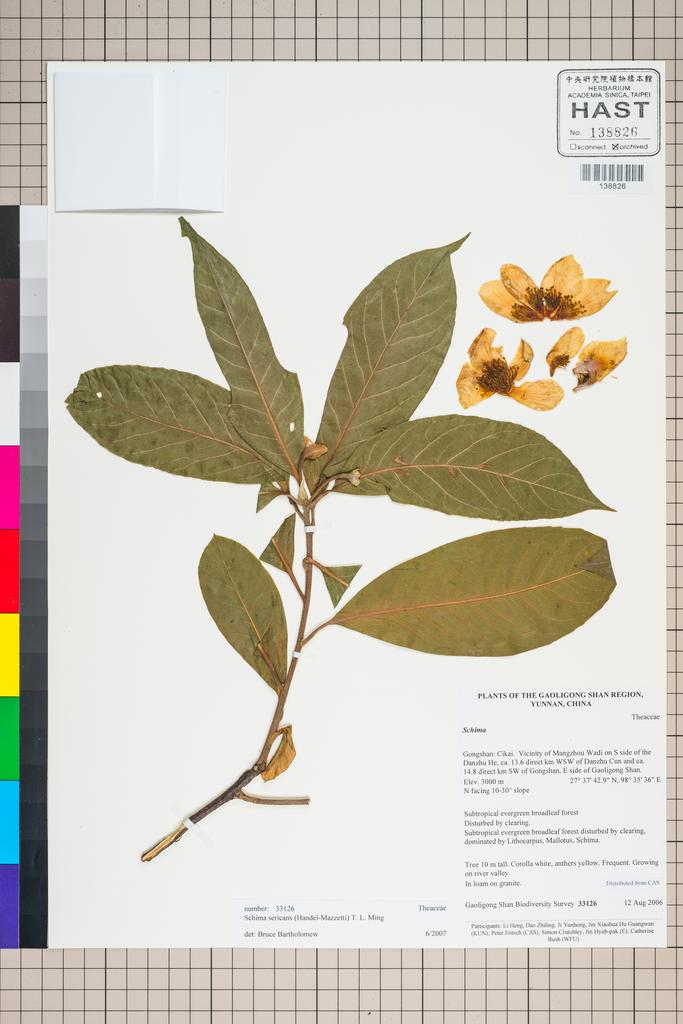 <Unit #127264 Gaoligong Shan Biodiversity Survey | 33126:: | Schima sericans (Hand.-Mazz.) T. L. Ming>