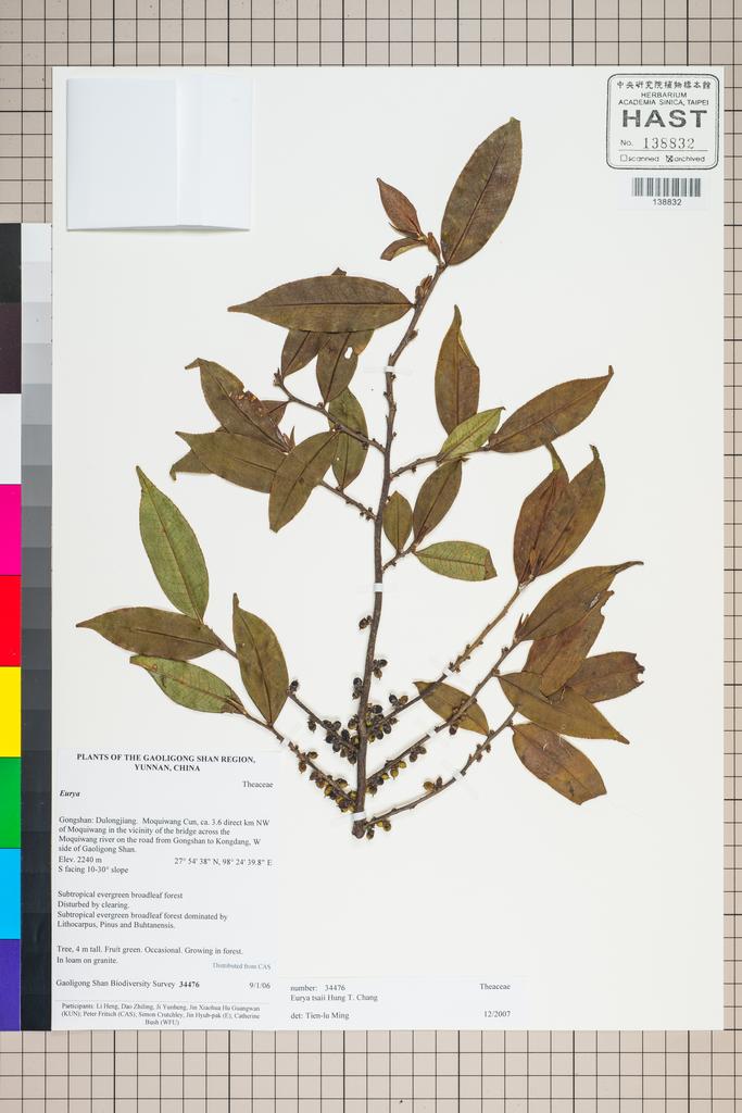 <Unit #127278 Gaoligong Shan Biodiversity Survey | 34476:: | Eurya>