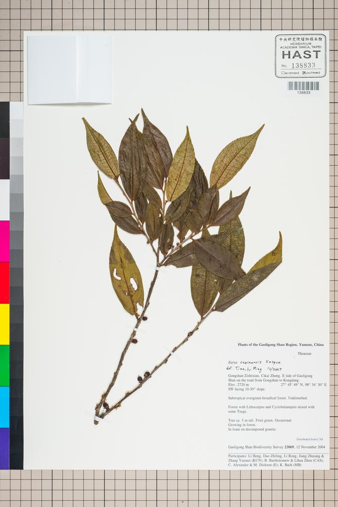 <Unit #127282 Gaoligong Shan Biodiversity Survey | 23069:: | THEACEAE>