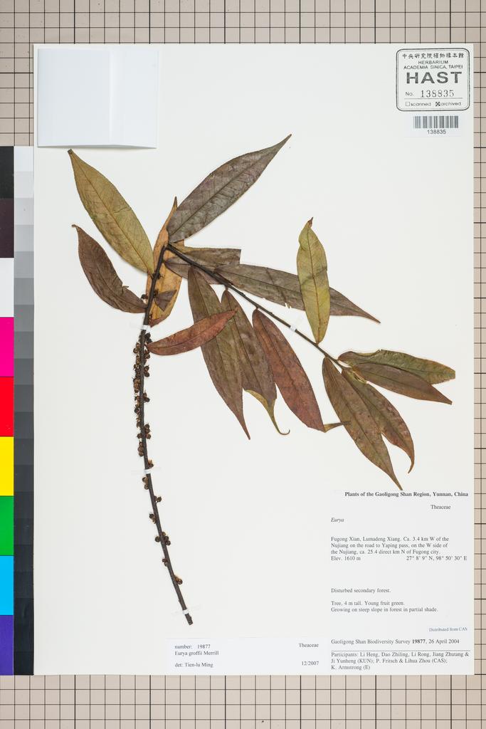 <Unit #127286 Gaoligong Shan Biodiversity Survey | 19877:: | Eurya groffii Merr.>
