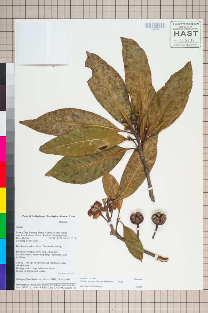 <Unit #127289 Gaoligong Shan Biodiversity Survey | 24507:: | Schima sericans (Hand.-Mazz.) T. L. Ming>