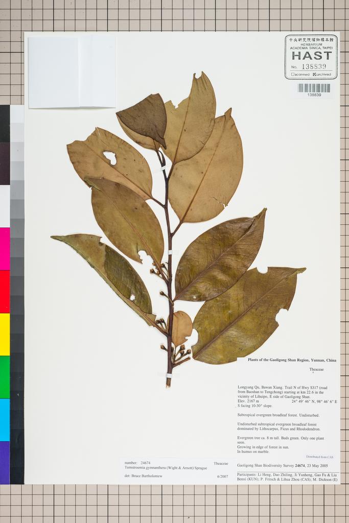<Unit #127291 Gaoligong Shan Biodiversity Survey | 24674:: | Ternstroemia gymnanthera (Wight & Arn.) Sprague>