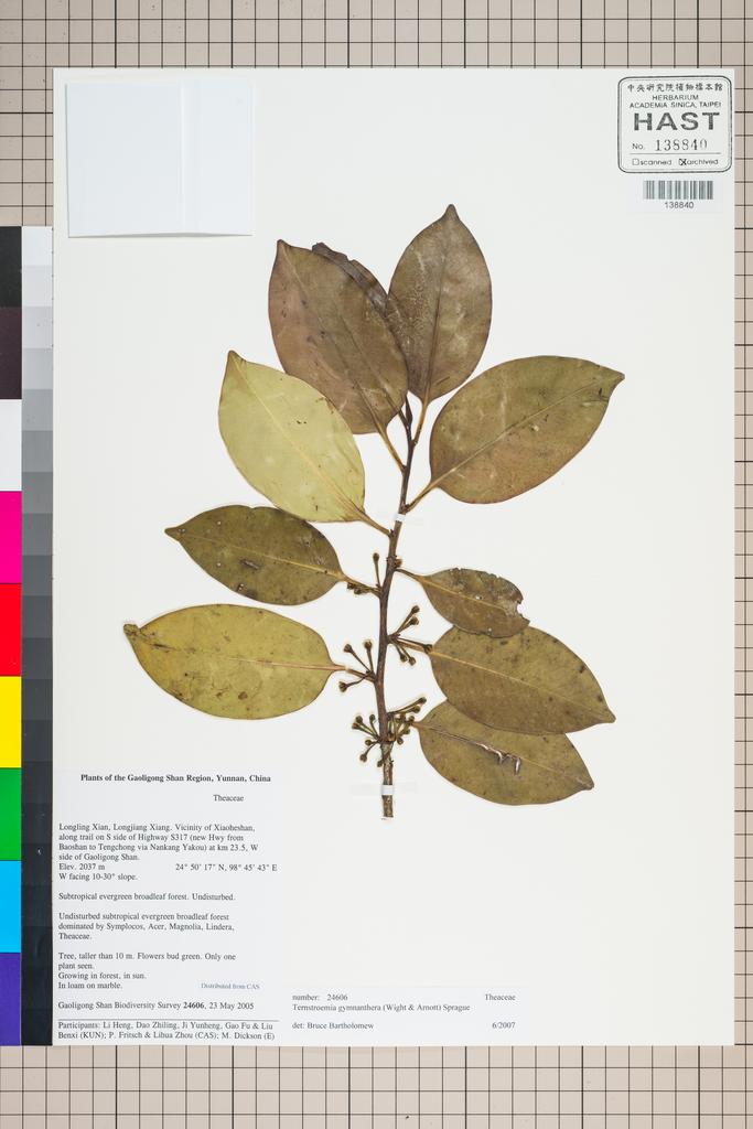 <Unit #127292 Gaoligong Shan Biodiversity Survey | 24606:: | Ternstroemia gymnanthera (Wight & Arn.) Sprague>