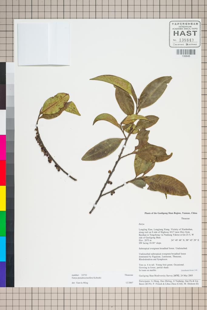<Unit #127297 Gaoligong Shan Biodiversity Survey | 24752:: | Eurya pseudocerasifera Kobuski>