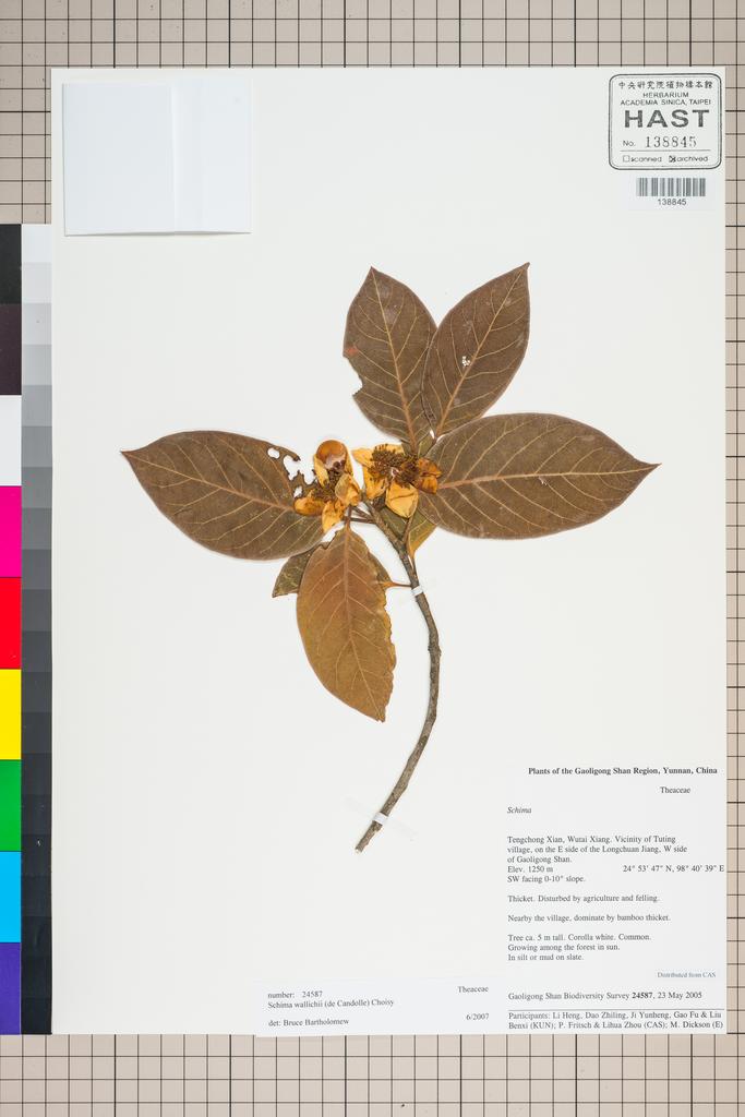 <Unit #127301 Gaoligong Shan Biodiversity Survey | 24587:: | Schima wallichii Choisy>