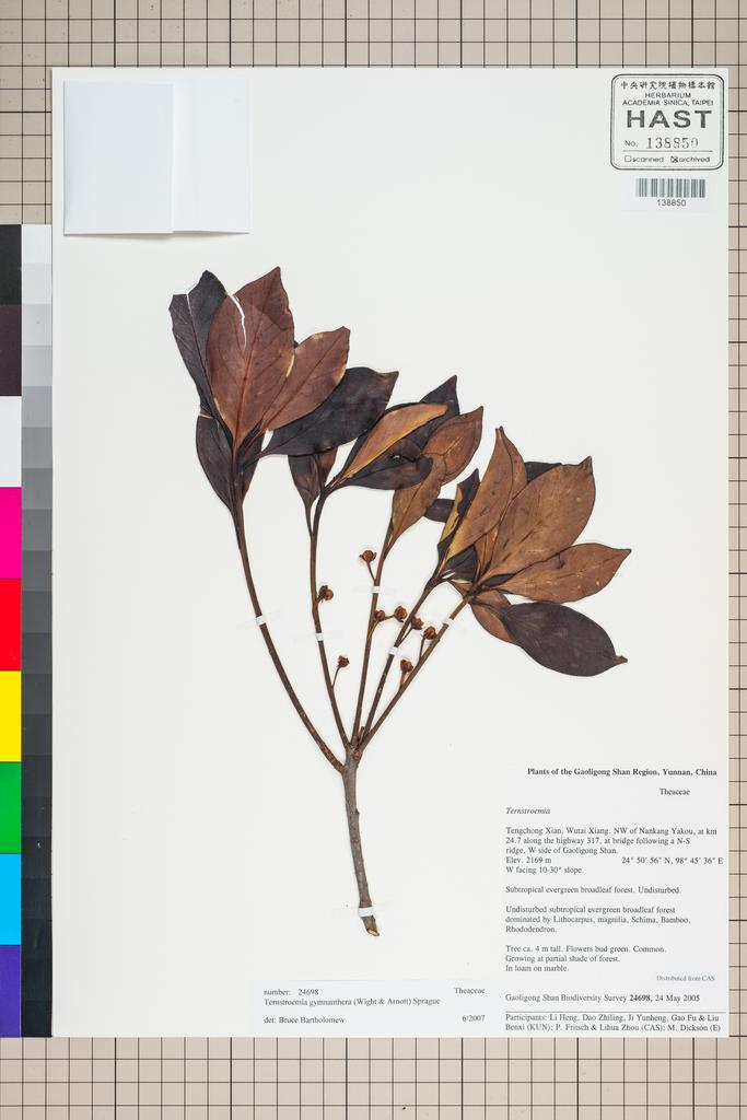 <Unit #127313 Gaoligong Shan Biodiversity Survey | 24698:: | Ternstroemia gymnanthera (Wight & Arn.) Sprague>